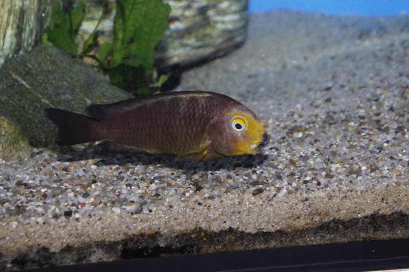 Tropheus sp. 'lukuga' Mtoto